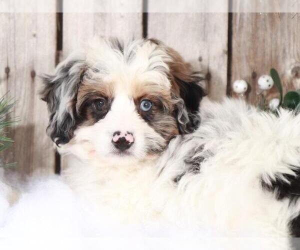 Medium Photo #2 Aussie-Poo Puppy For Sale in MOUNT VERNON, OH, USA