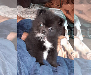 Pomeranian Puppy for sale in SPOTSYLVANIA, VA, USA