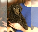 Image preview for Ad Listing. Nickname: Armani