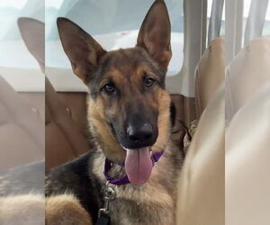 German Shepherd Dog Dogs for adoption in Brewster, NY, USA