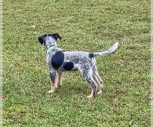 Jackson - Male Mutt Dog for Adoption - Photo #5