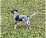 Small Photo #5 Mutt Puppy For Sale in Garden City, NY, USA