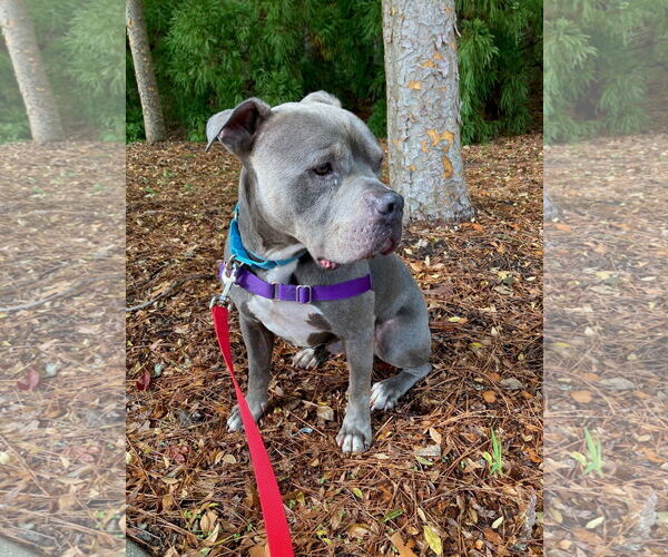 Medium Photo #5 American Pit Bull Terrier Puppy For Sale in Virginia Beach, VA, USA