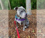 Small #4 American Pit Bull Terrier