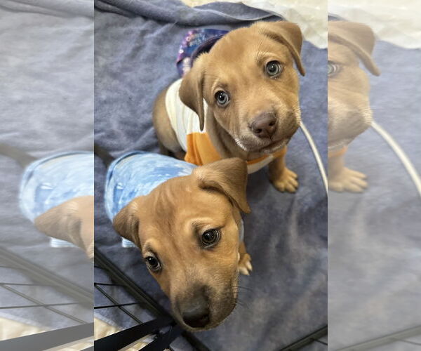 Medium Photo #3 Labrador Retriever-Unknown Mix Puppy For Sale in Germantown, OH, USA