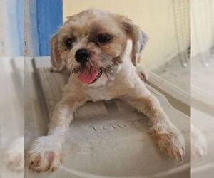 Shih Tzu-Unknown Mix Dogs for adoption in Virginia Beach, VA, USA