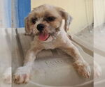 Small Shih Tzu Mix