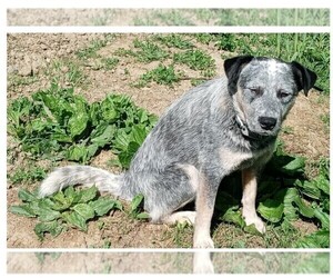 Father of the Australian Cattle Dog puppies born on 03/02/2024