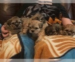 Small Photo #9 Shih Apso-Shih Tzu Mix Puppy For Sale in SCOTTSDALE, AZ, USA