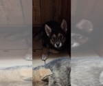 Small #4 Wolf Hybrid