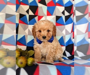 Goldendoodle (Miniature) Puppy for sale in KIRKWOOD, PA, USA