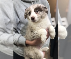 Border Collie Puppy for sale in OTTUMWA, IA, USA