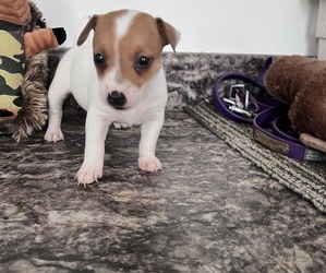 Jack Russell Terrier Puppy for sale in BELLE, MO, USA