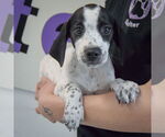Small #2 Beagle-Brittany Mix
