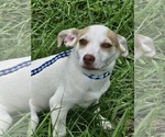 Small #11 Chiweenie