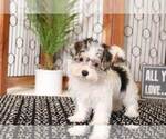 Small Photo #3 Morkie Puppy For Sale in NAPLES, FL, USA