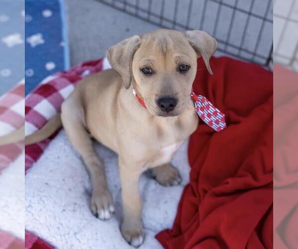 Medium Photo #23 Labrador Retriever-Unknown Mix Puppy For Sale in San Diego, CA, USA
