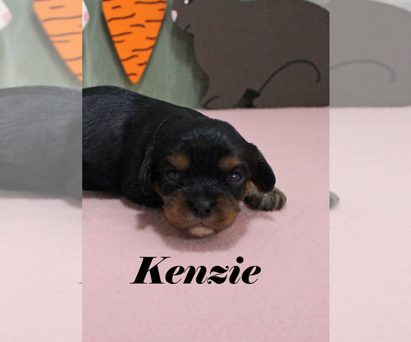 Medium Photo #5 Cavalier King Charles Spaniel Puppy For Sale in CHANUTE, KS, USA