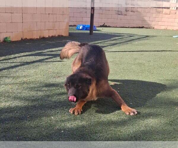 Medium Photo #4 Gerberian Shepsky Puppy For Sale in Rockwall, TX, USA