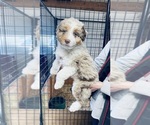 Puppy Light Blue Aussiedoodle