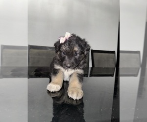 Medium German Shepherd Dog-Siberian Husky Mix