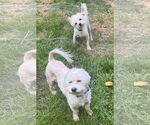 Small #5 Maltese