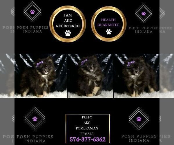 Medium Photo #6 Pomeranian Puppy For Sale in WARSAW, IN, USA
