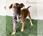 Small #3 Jack Russell Terrier Mix