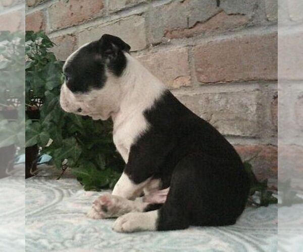 Medium Photo #3 Boston Terrier Puppy For Sale in HOT SPRINGS, SD, USA