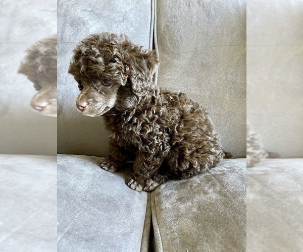 Medium Photo #16 Poodle (Toy) Puppy For Sale in HAYWARD, CA, USA