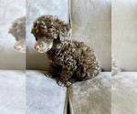 Small Photo #16 Poodle (Toy) Puppy For Sale in HAYWARD, CA, USA