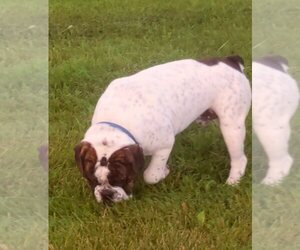 Olde English Bulldogge Puppy for sale in WRIGHT CITY, MO, USA
