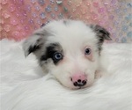 Small Photo #18 Border Collie Puppy For Sale in BLAKESBURG, IA, USA