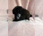 Small #7 Pom-A-Poo-Poodle (Miniature) Mix