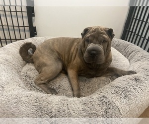 Chinese Shar-Pei Puppy for sale in DECATUR, IL, USA