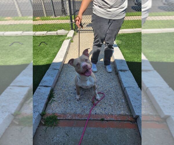 Medium Photo #3 American Staffordshire Terrier-Unknown Mix Puppy For Sale in Perth Amboy, NJ, USA