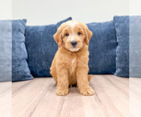 Medium Photo #1 Goldendoodle (Miniature) Puppy For Sale in MILLERSBURG, OH, USA