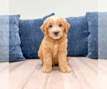 Puppy Lane Goldendoodle (Miniature)
