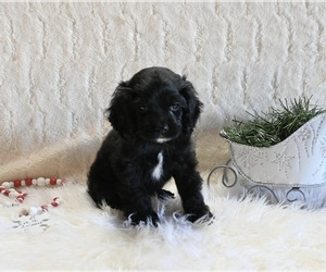 Cockapoo Puppy for sale in FRESNO, OH, USA
