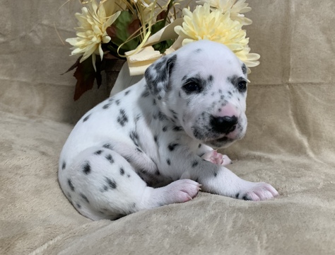 Medium Photo #7 Dalmatian Puppy For Sale in CAMBRIA, VA, USA