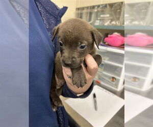 Labrador Retriever-Unknown Mix Dogs for adoption in Waco, TX, USA