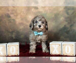 Small Photo #8 Goldendoodle (Miniature) Puppy For Sale in WARSAW, IN, USA