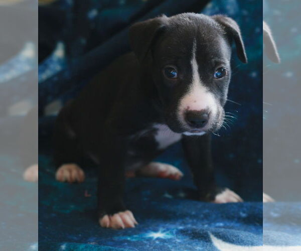 Medium Photo #12 Chinese Shar-Pei-Labrador Retriever Mix Puppy For Sale in Attalka, AL, USA