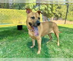 Small #2 German Shepherd Dog Mix