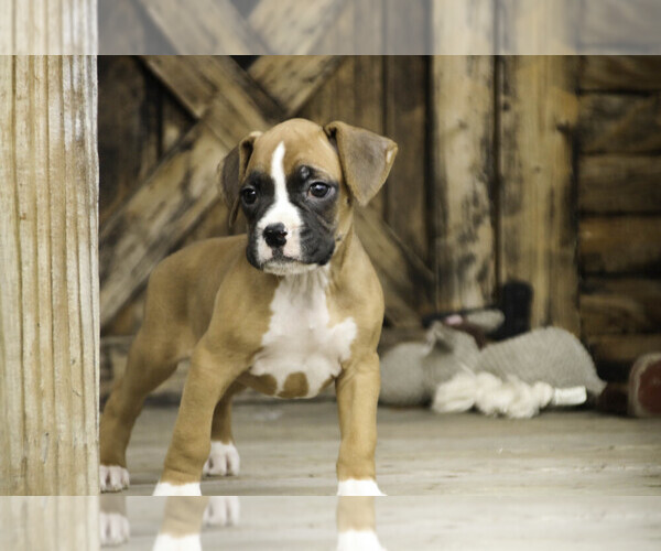 Medium Photo #2 Boxer Puppy For Sale in SHIPSHEWANA, IN, USA