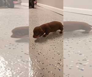 Dachshund Puppy for sale in CHURCH HILL, TN, USA
