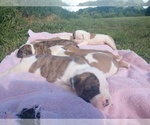 Small Photo #8 American Bulldog Puppy For Sale in MILLS RIVER, NC, USA