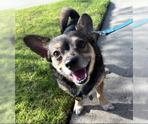 Chihuahua-Unknown Mix Dogs for adoption in Ventura, CA, USA