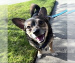 Small Chihuahua Mix