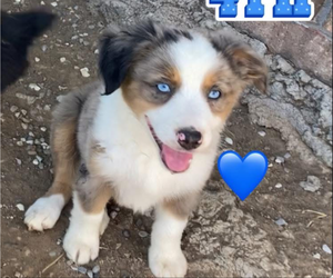 Medium Miniature Australian Shepherd